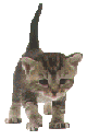 Kitten on the move!